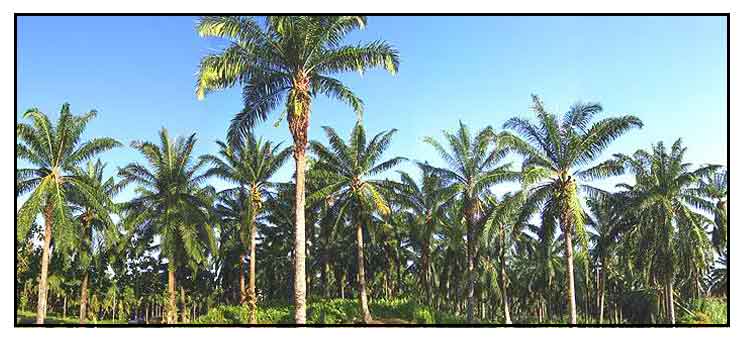 oil palm tree