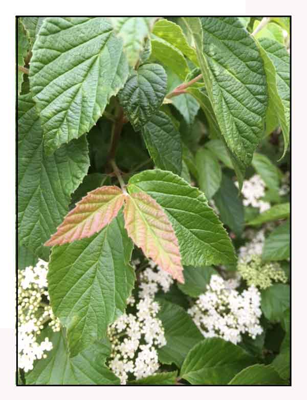 Atalba, Viburnum luzonicum, LUZON VIBURNUM/ Alternative Medicine