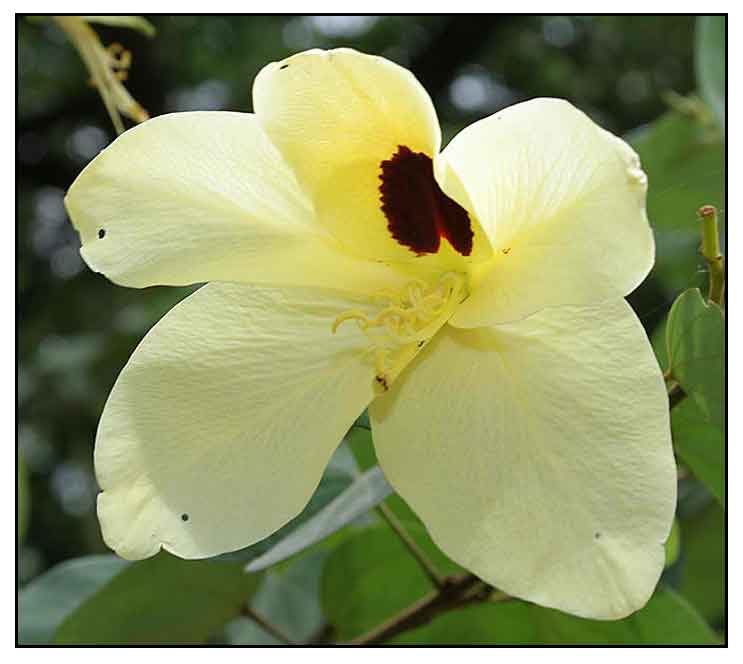 Baho Baho Bauhinia Tomentosa Linn Yellow Bauhinia Huang Hua Yang Ti Jia Philippine Herbal 5547