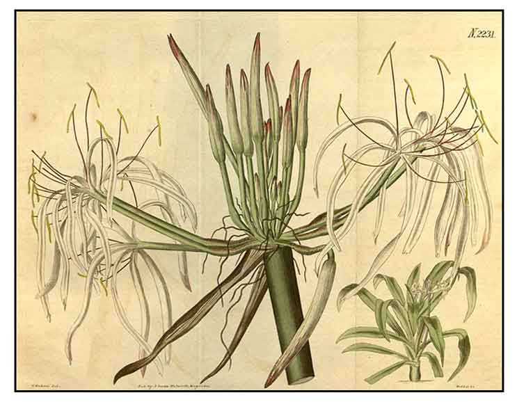 bakong-spider-lily-crinum-asiaticum-philippine-medicinal-herbs