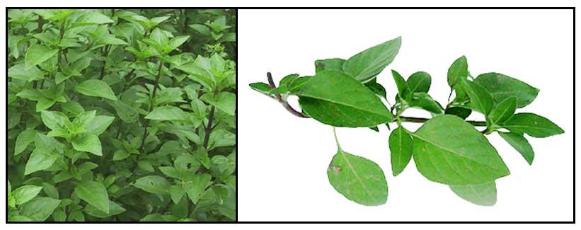 Balanoy Solasi Ocimum basilicum Basil Luo le Herbal