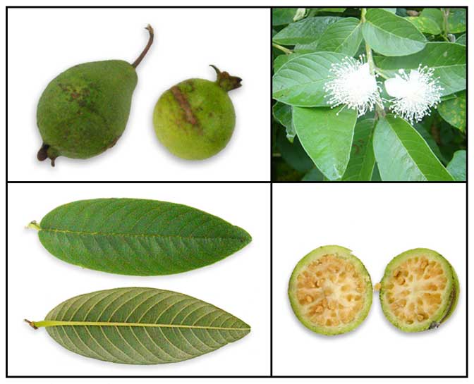 guava flower morphology