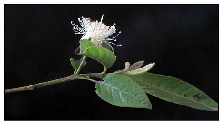 guava flower morphology