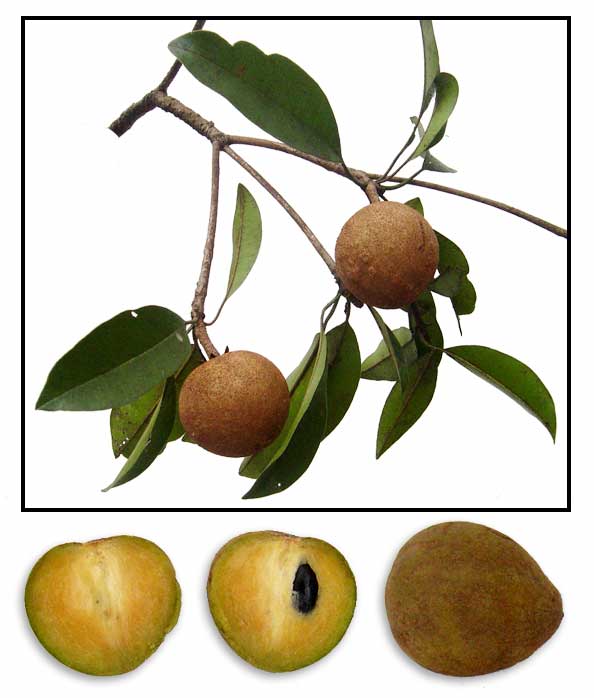 chikoo tree botanical name