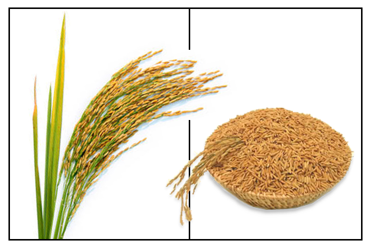 darak-rice-bran-rice-brain-oil-medicinal-herbs-herbal-medicinde