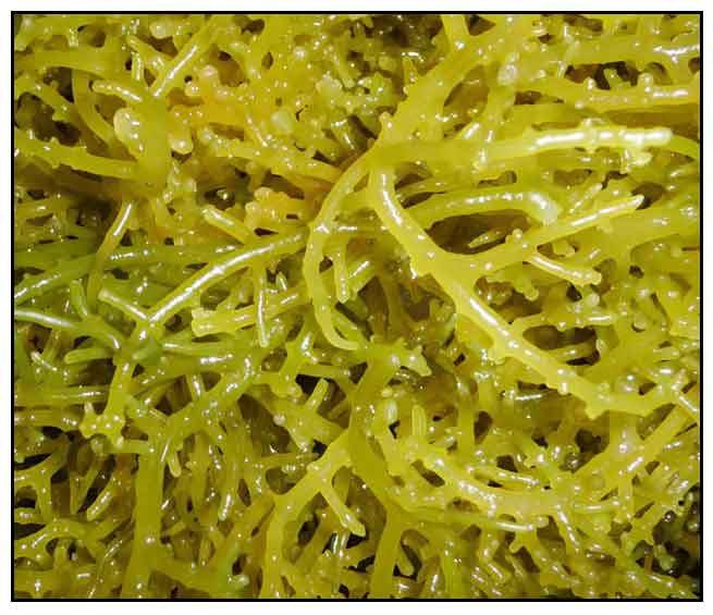 seaweeds in the philippines