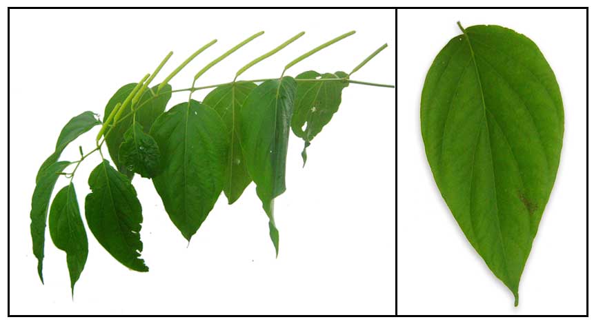 ikmo-piper-betle-betel-leaf-pepper-philippine-medicinal-herbs