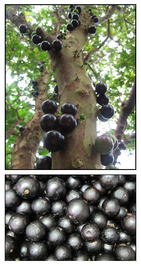 jaboticaba seeds