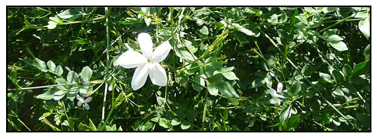 Jasmin, Jasminum grandiflorum Linn 