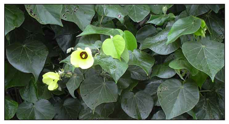 Malabago, Hibiscus tiliaceus, SEA ROSEMALLOW : Philippine Medicinal Herbs /  Philippine Alternative Medicine