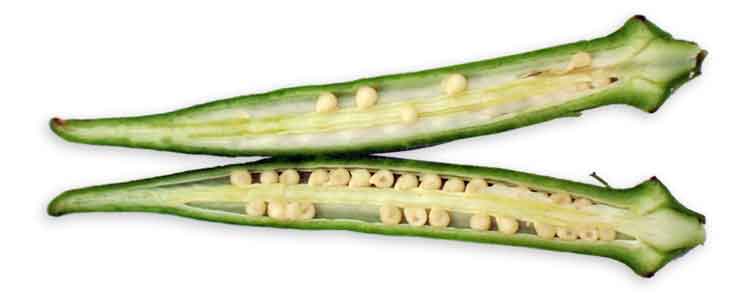 Okra Abelmoschus esculentus Philippine Medicinal Herbs