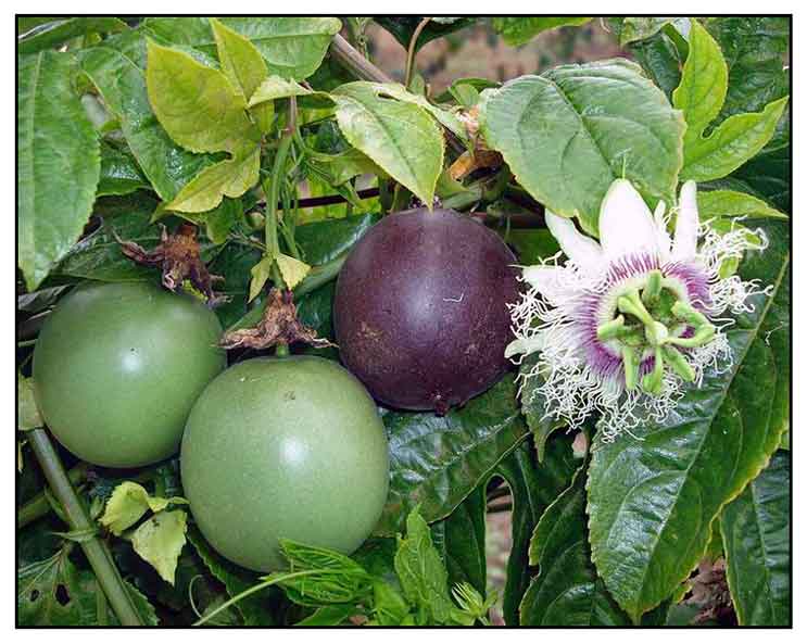 pasyonaryo-passiflora-edulis-passion-fruit-ji-dan-guo-philippine