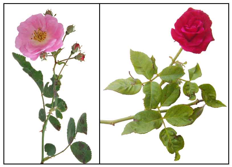 rose-rosa-philippine-alternative-medicine-herbal-therapy