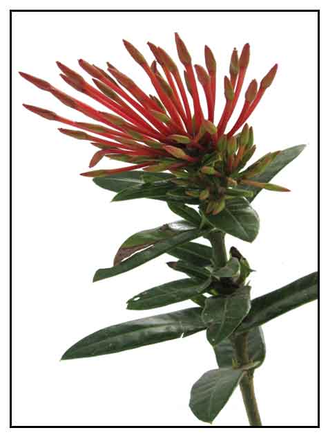 santan-ixora-coccinea-dwarf-santan-philippine-medicinal-plants