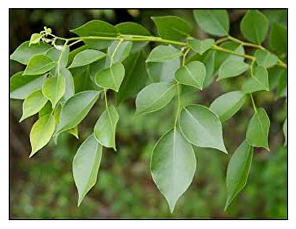 leaves of indian rosewood tree