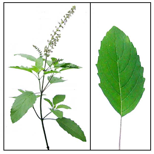 Sulasi holy basil ocimum tenuiflorum loko loko Philippine