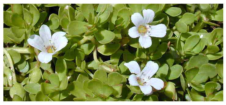 Brahmi plant in tamil tagalog