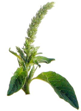 Uray Amaranthus Spinosus Pigweed Philippine Medicinal Herbs Philippine Alternative Medicine