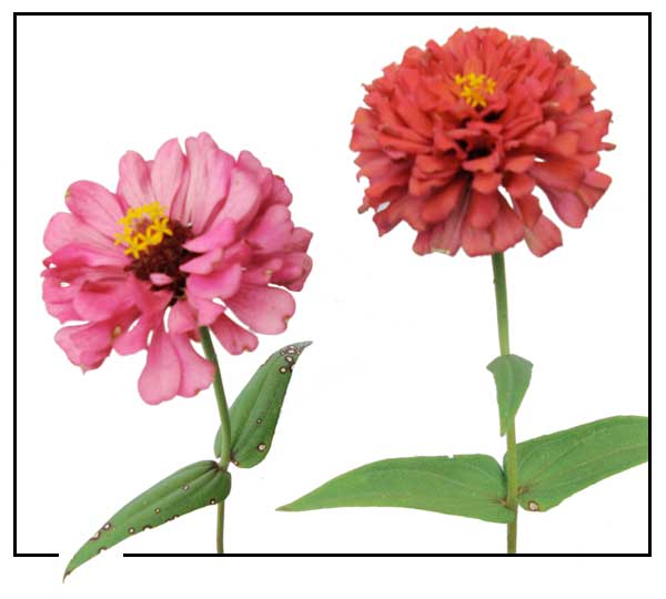 Zinnia Zinnia Elegans Youth And Old Age Philippine Medicinal Herbs Philippine Alternative Medicine