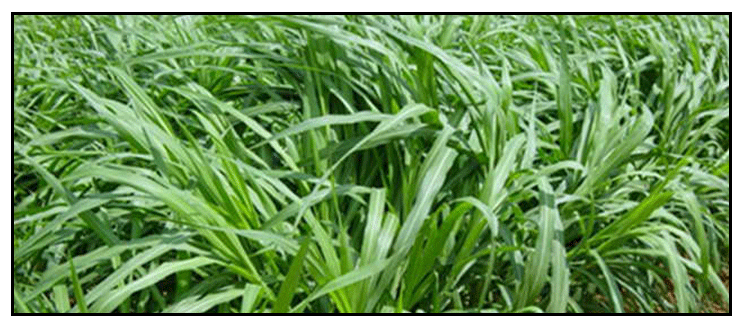 Buntot-pusa, Pennisetum purpureum, NAPIER GRASS, Xiang cao: Philippine ...